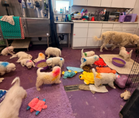 Pippin & Marisa Litter 5/26