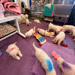 3314121908 Inside Our Maremma Puppy Program