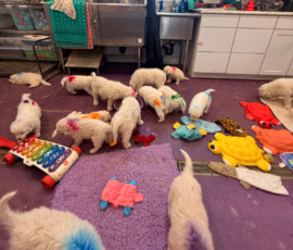 Pippin & Marisa Litter 5/26