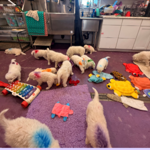 3539142657 Inside Our Maremma Puppy Program