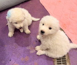 Pippin & Electra Litter 5/26