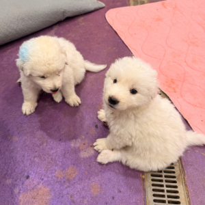 324587183 Inside Our Maremma Puppy Program