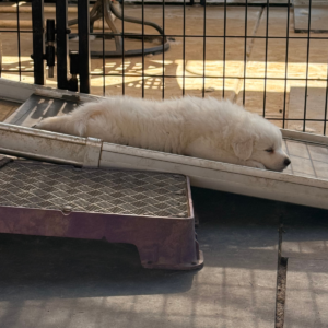 1856722154 Inside Our Maremma Puppy Program