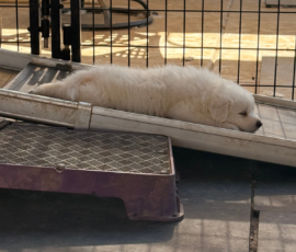 Pippin & Marisa Litter 5/26