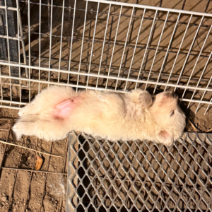 1655800855 Inside Our Maremma Puppy Program