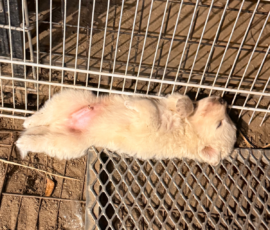 Pippin & Marisa Litter 5/26