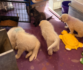 Pippin & Marisa Litter 5/26