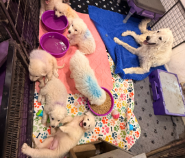 Pippin & Electra Litter 5/26