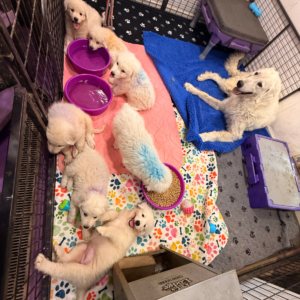 3608318050 Inside Our Maremma Puppy Program