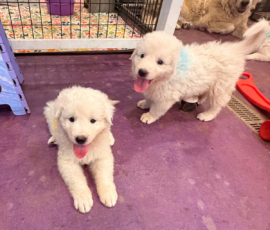 Pippin & Electra Litter 5/26