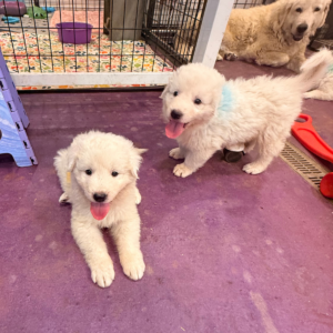 2758602993 Inside Our Maremma Puppy Program