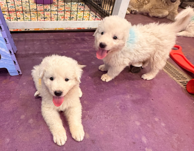 3931528884 Available Maremma Puppies