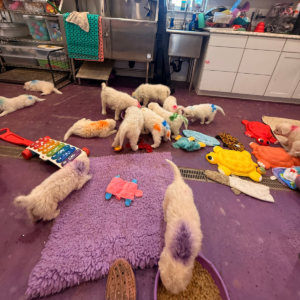 1648117823 Inside Our Maremma Puppy Program