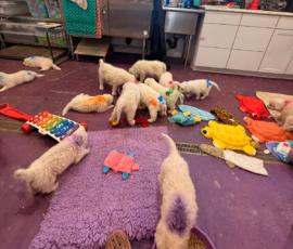 Pippin & Marisa Litter 5/26