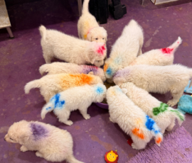 Pippin & Marisa Litter 5/26