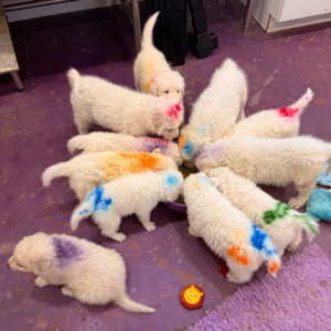 4074402481 Inside Our Maremma Puppy Program