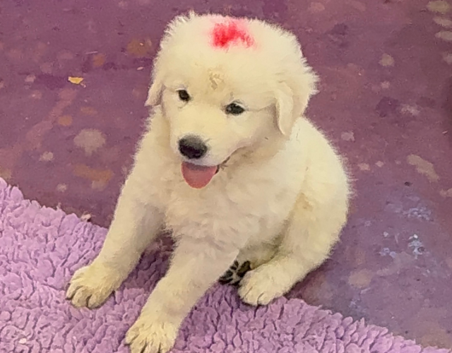 3984476027 Available Maremma Puppies