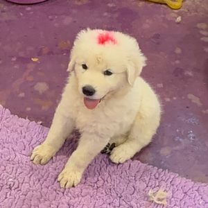 926210383 Inside Our Maremma Puppy Program