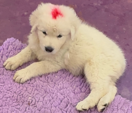 Pippin & Marisa Litter 5/26