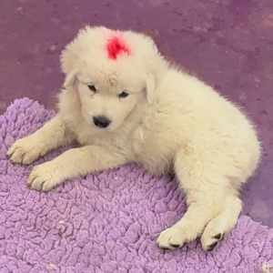 237360118 Inside Our Maremma Puppy Program