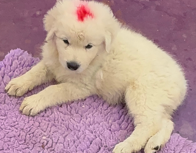 2400354172 Available Maremma Puppies