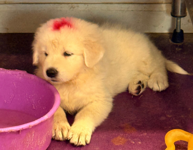 1012591741 Available Maremma Puppies