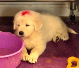 Pippin & Marisa Litter 5/26