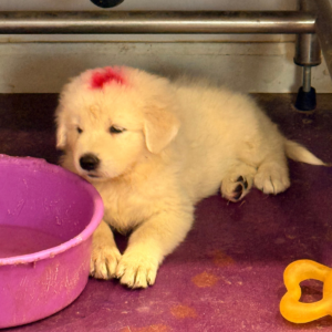 2722152238 Inside Our Maremma Puppy Program