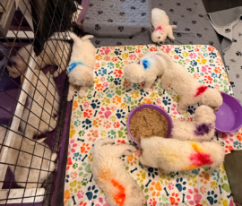 Pippin & Electra Litter 5/26