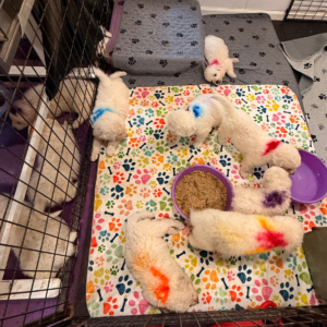 945569264 Inside Our Maremma Puppy Program