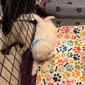 243660249 Inside Our Maremma Puppy Program