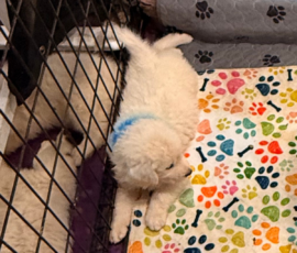 Pippin & Electra Litter 5/26
