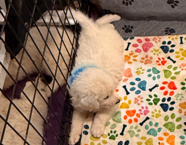 3330088525 Available Maremma Puppies
