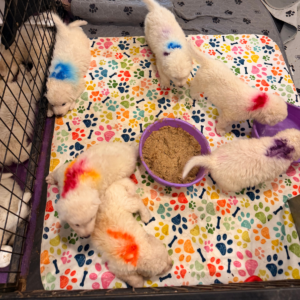 2675980924 Inside Our Maremma Puppy Program