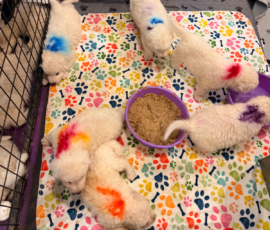 Pippin & Electra Litter 5/26
