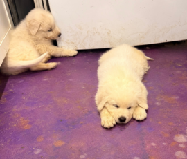 Pippin & Nova Litter 5/26