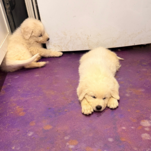 868046659 Inside Our Maremma Puppy Program
