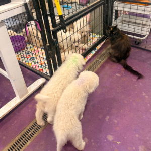 3166061714 Inside Our Maremma Puppy Program