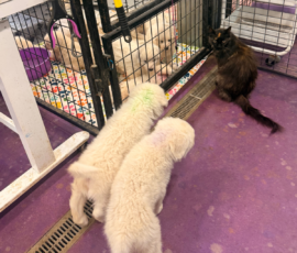 Pippin & Marisa Litter 5/26