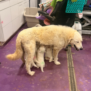 1531748241 Inside Our Maremma Puppy Program