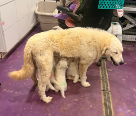 Pippin & Marisa Litter 5/26