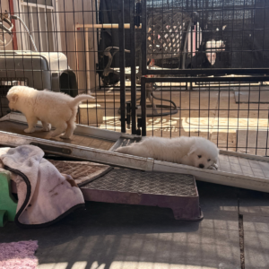3371095051 Inside Our Maremma Puppy Program