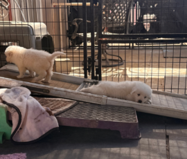 Pippin & Marisa Litter 5/26