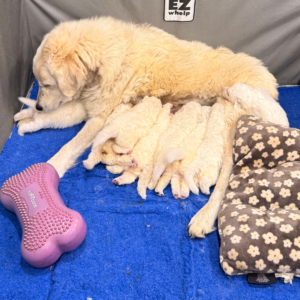 1135101486 Inside Our Maremma Puppy Program