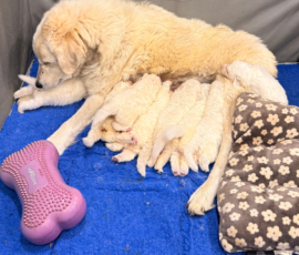Pippin & Nova Litter 5/26
