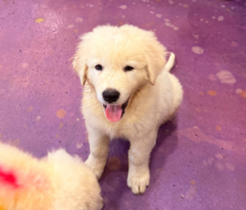 Pippin & Marisa Litter 5/26