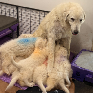 3854451952 Inside Our Maremma Puppy Program