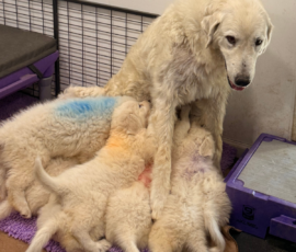 Pippin & Electra Litter 5/26