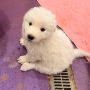 2696553982 Inside Our Maremma Puppy Program
