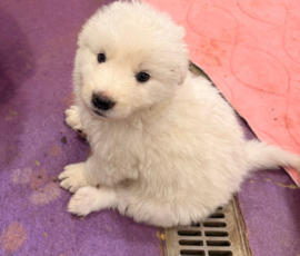 Pippin & Nova Litter 5/26